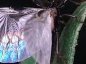 L’origami révolutionne technologie, médecine l’espace