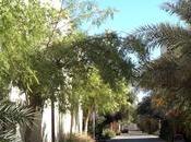 ARCHI URBAIN (17/19) Sustainable City Dubaï