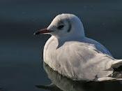 Mouette rieuse (Chroicocephalus ridibundus)