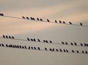 Pourquoi oiseaux peuvent-ils poser fils electriques