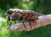 Taon (Tabanus sp.)