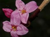 Joli-bois (Daphne mezereum)