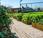 Transformez votre toit oasis verdoyante découvrez avantages risques jardinage toits