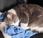 faire quand chat ramène puces maison