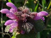 Lamier pourpre (Lamium purpureum)