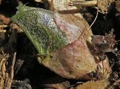 Asaret d'Europe (Asarum europaeum)