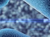 MICROBIOTE Comment bactérie intestinale commune colonise l’intestin