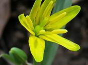 Gagée jaune (Gagea lutea)