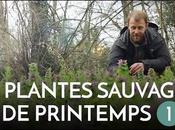 Plantes insectes