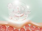 VIEILLISSEMENT Metformine leucine contre sénescence sarcopénie