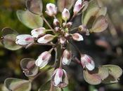 Tabouret perfolié (Microthlaspi perfoliatum)