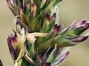 Seslérie bleue (Sesleria caerulea)