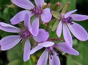 Erodium feuilles cigüe (Erodium cicutarium)