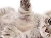 SOMMEIL votre chat vous empêchait dormir
