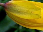 Tulipe sauvage (Tulipa sylvestris)