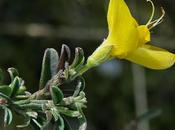 Genêt velu (Genista pilosa)