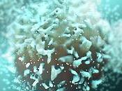 TRAUMA CÉRÉBRAL Relancer l’autophagie pour booster réponse immunitaire