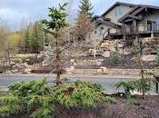 arbres repousseront-ils