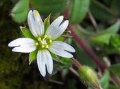 Céraiste nain (Cerastium pumilum)