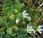 Céraiste sables (Cerastium semidecandrum)