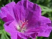 Géranium sanguin (Geranium sanguineum)