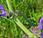 Sauge prés (Salvia pratensis)