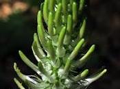 Raiponce (Phyteuma spicatum subsp. spicatum)