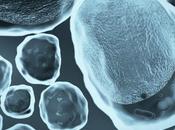 VIEILLISSEMENT secret d’un poids santé était dans graisse beige