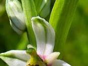 Ophrys bourdon (Ophrys fuciflora)