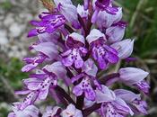 Orchis militaire (Orchis militaris)