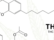 THCP, t-il réellement fois plus puissant