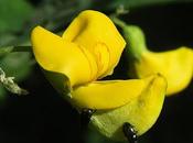 Baguenaudier commun (Colutea arborescens)