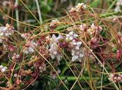 Cuscute thym (Cuscuta epithymum)