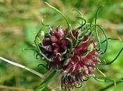 vignes (Allium vineale)