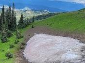 mangez neige rose plus