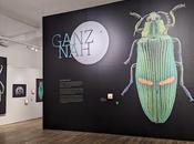 GANZ coléoptères photographiés mode macro Thomas Büchsemann Museum Mensch Natur Munich