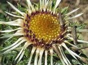 Carline commune (Carlina vulgaris subsp. vulgaris)