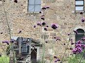 jardin médiéval château Mayenne (53)