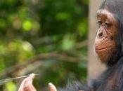 Mémoire chimpanzé
