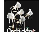 Orchidées madagascar cité sciences